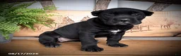 Cane Corso dogs for sale: Shadow - Ad 1