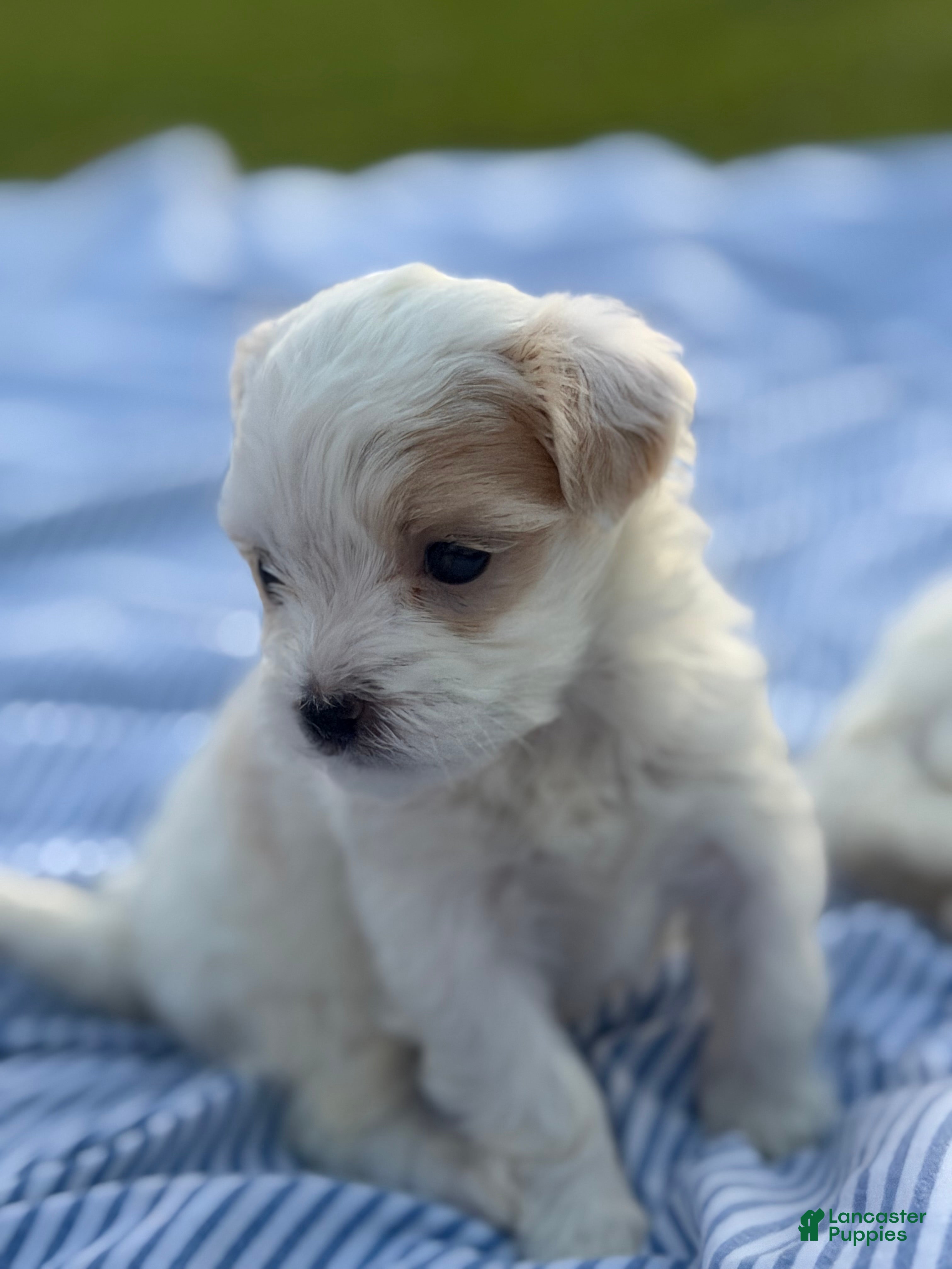 Malshi dogs Malshi 3 - Ad 1