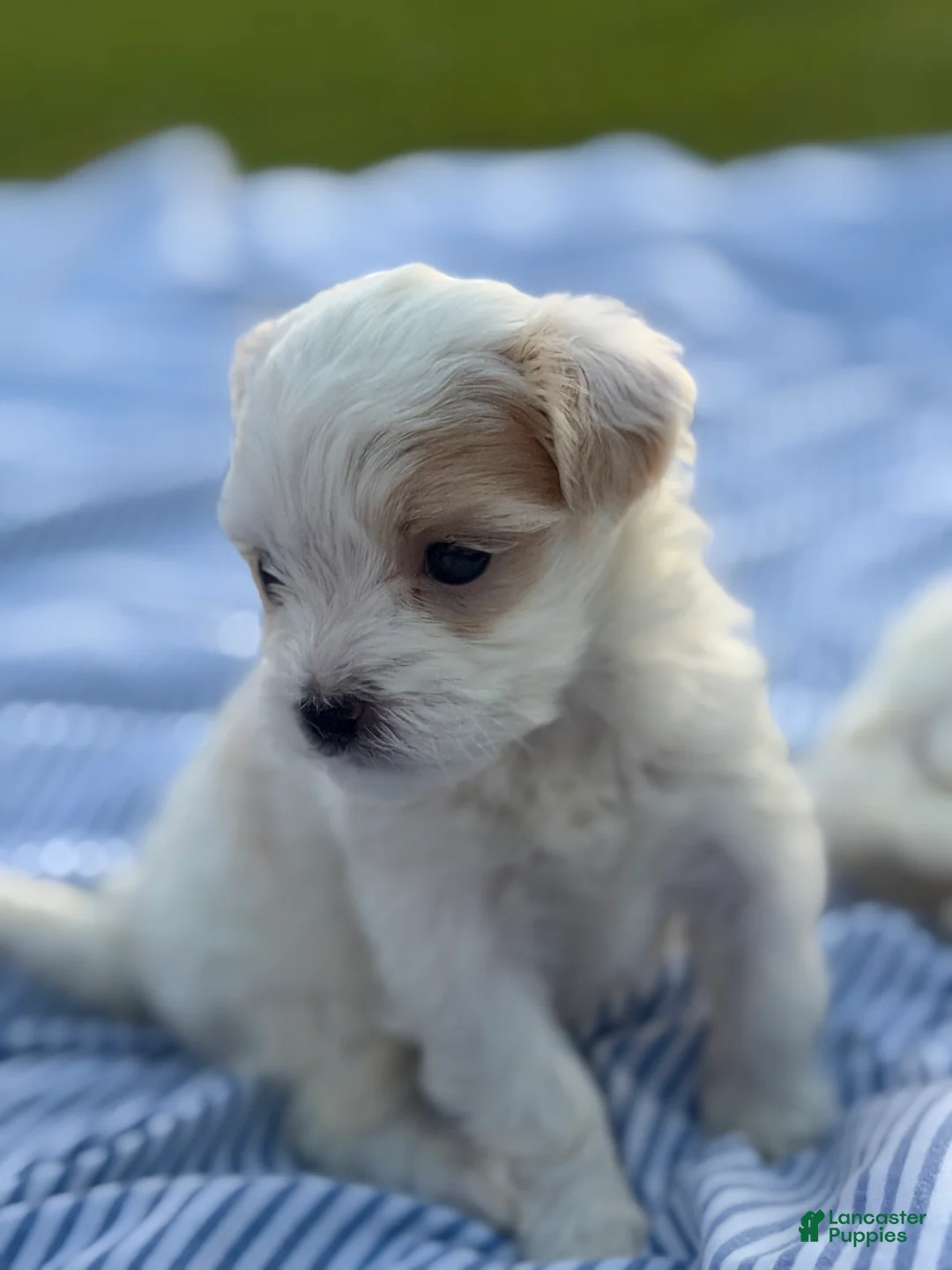Malshi dogs for sale: Malshi 3 - Ad 1