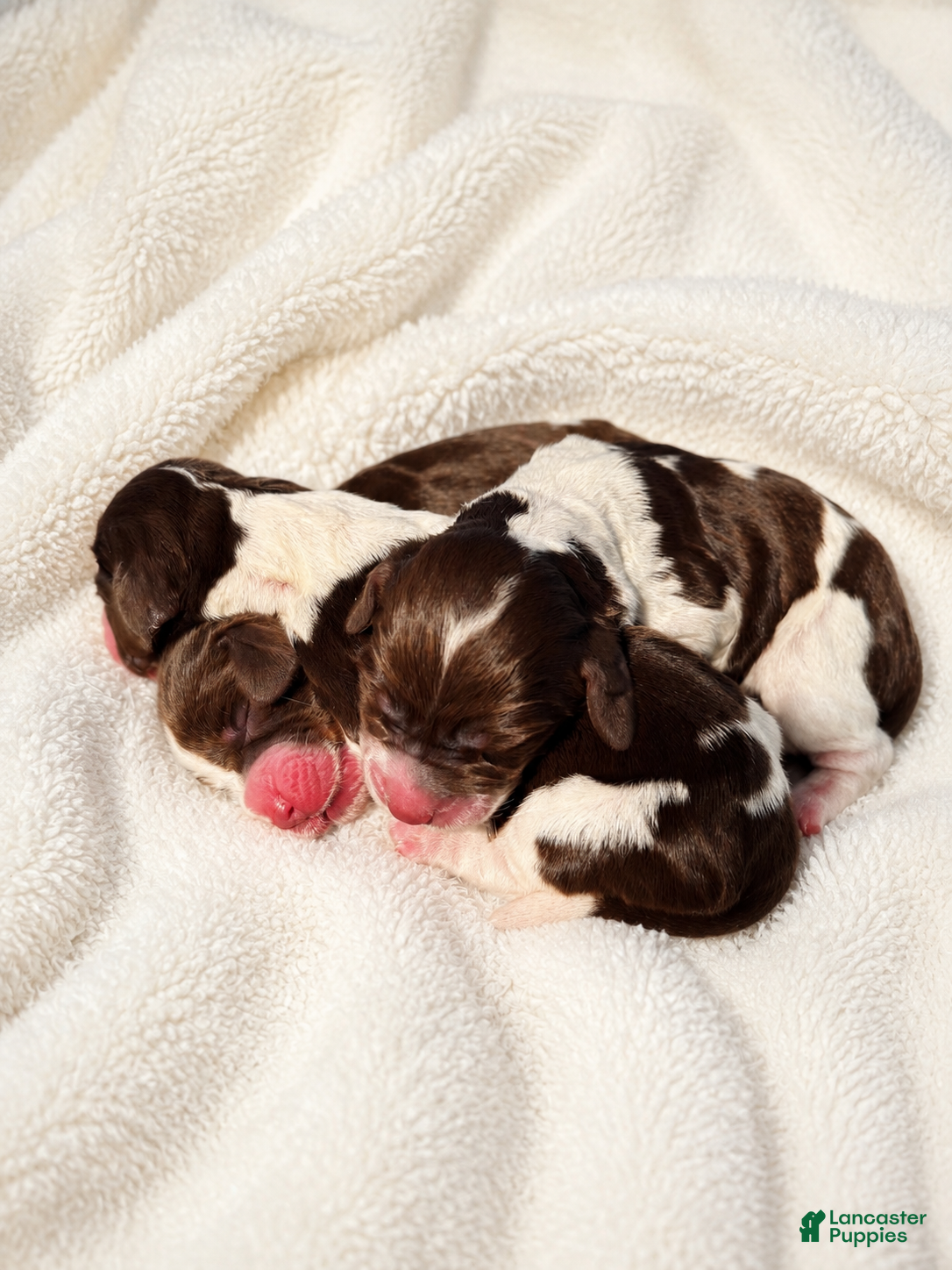 English Springer Spaniel dogs English Springer Spaniel 6 - Ad 8