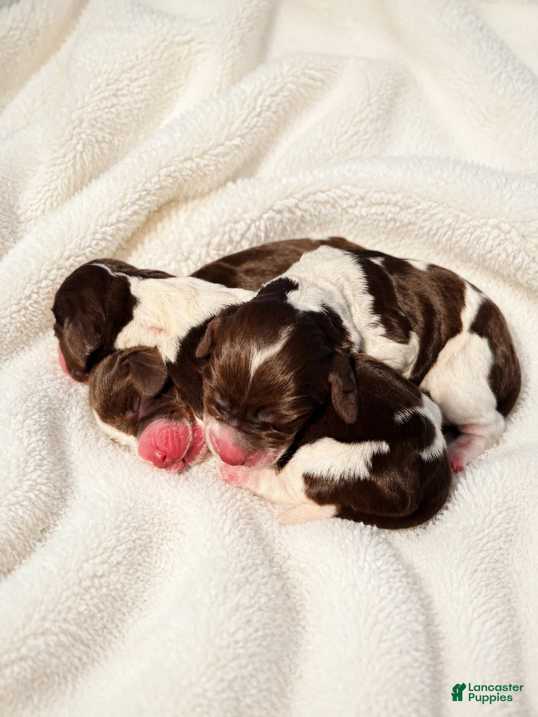 English Springer Spaniel dogs for sale: English Springer Spaniel 6 - Ad 1