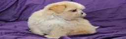 Shihpoo dogs for sale: Pearl - Ad 4