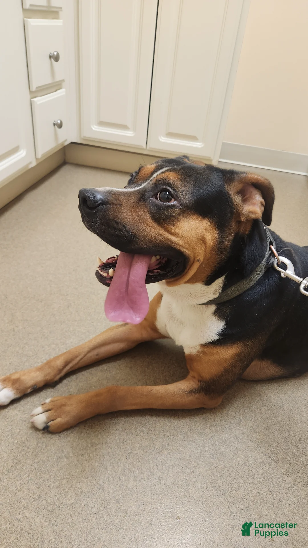 Mixed Breed dogs for sale: Rigbie - Ad 1