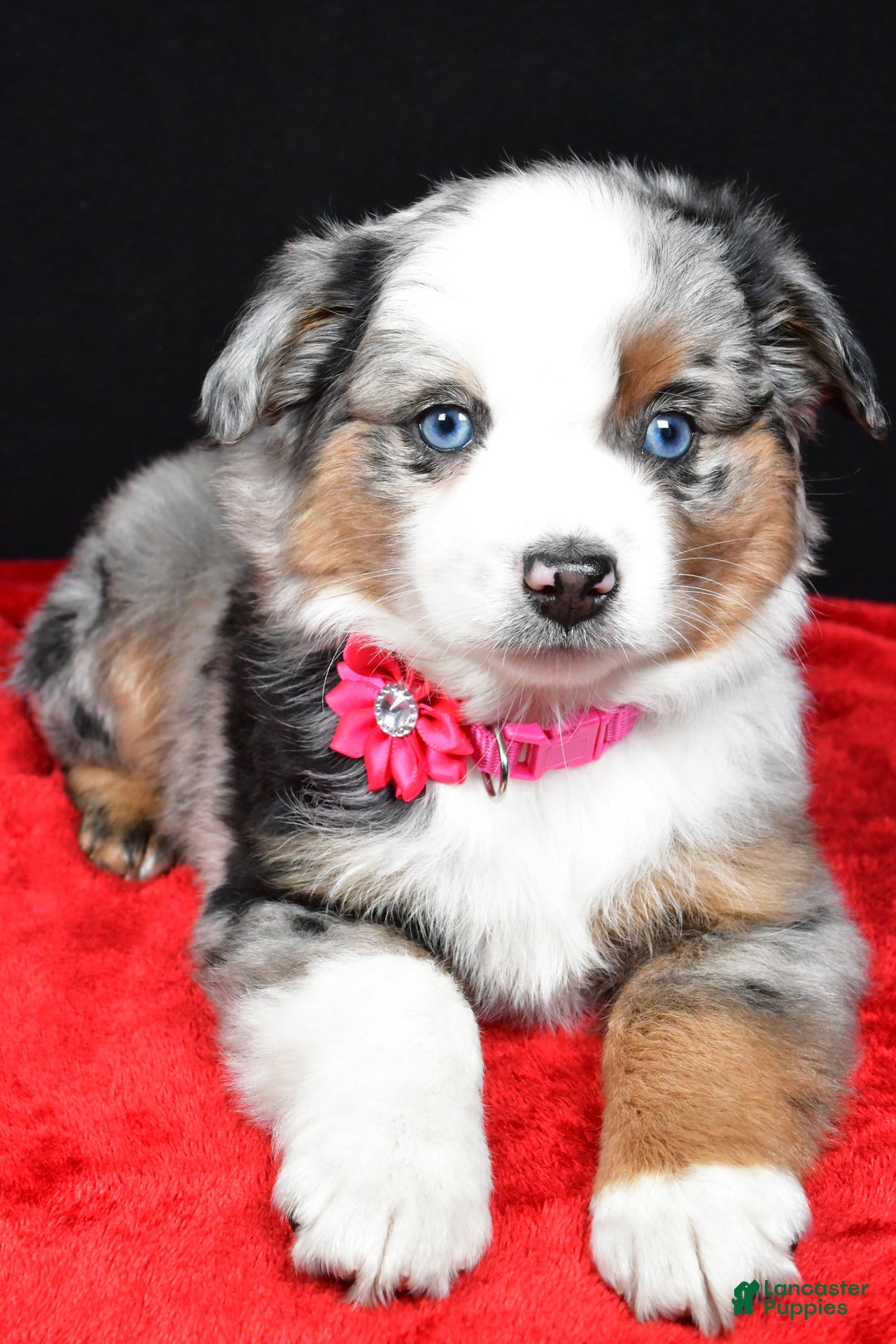 Miniature Australian Shepherd dogs for sale: Remi - Ad 3