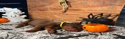 Doberman Pinscher dogs for sale: Pumpkin Spice: European Bloodlines  - Ad 4