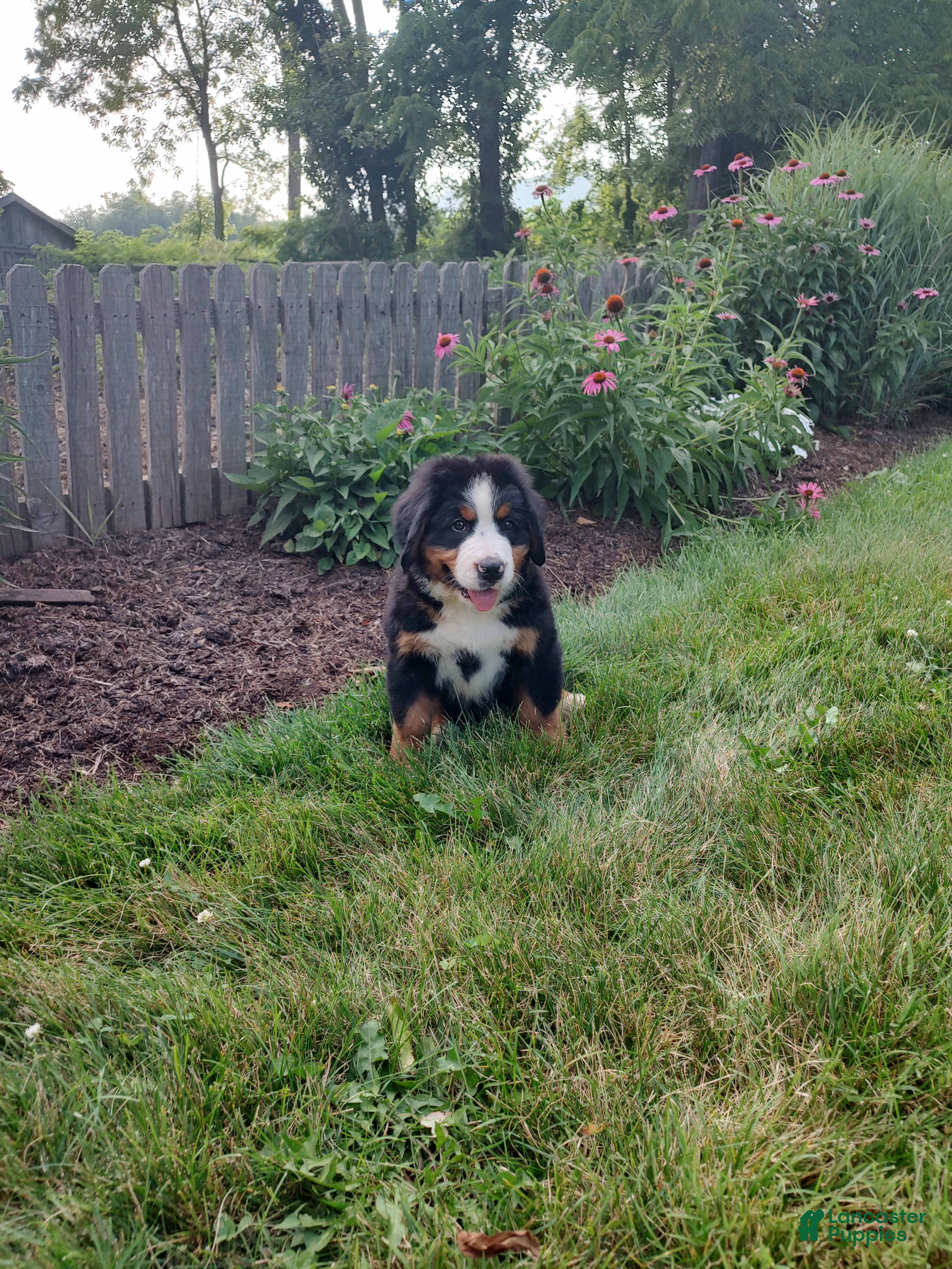 Bernese Mountain Dog dogs Lyle - Ad 2