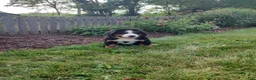 Bernese Mountain Dog dogs for sale: Lyle - Ad 2