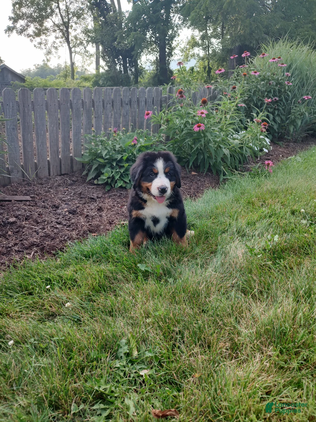 Bernese Mountain Dog dogs for sale: Lyle - Ad 2