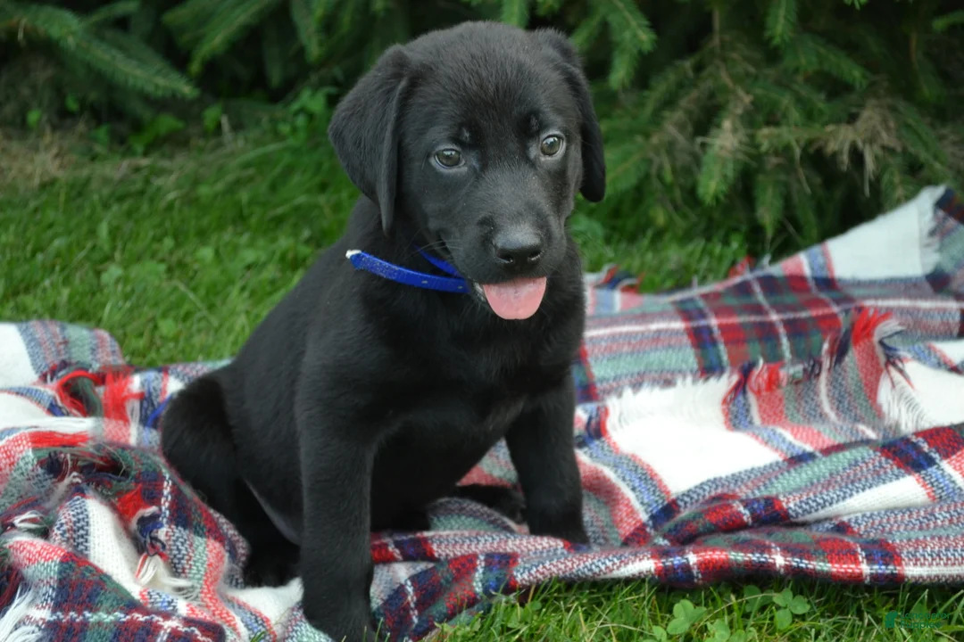 Labrador Retriever dogs for sale: Juniper - Ad 2