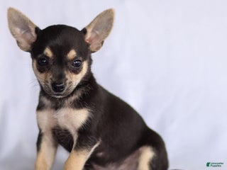 Chihuahua dogs - Ad 32