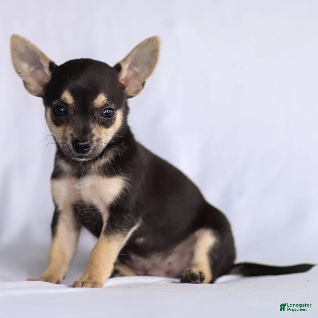 Chihuahua dogs for sale: Phoenix - Ad 23