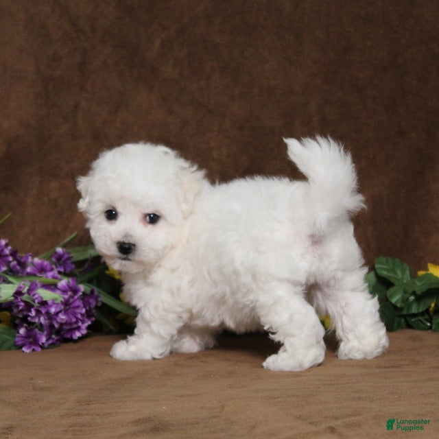 Bichon Frise dogs Happy - Ad 2