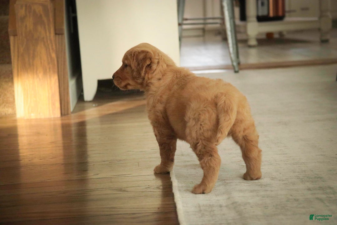 Golden Retriever dogs for sale: Savannah - AKC - Ad 8