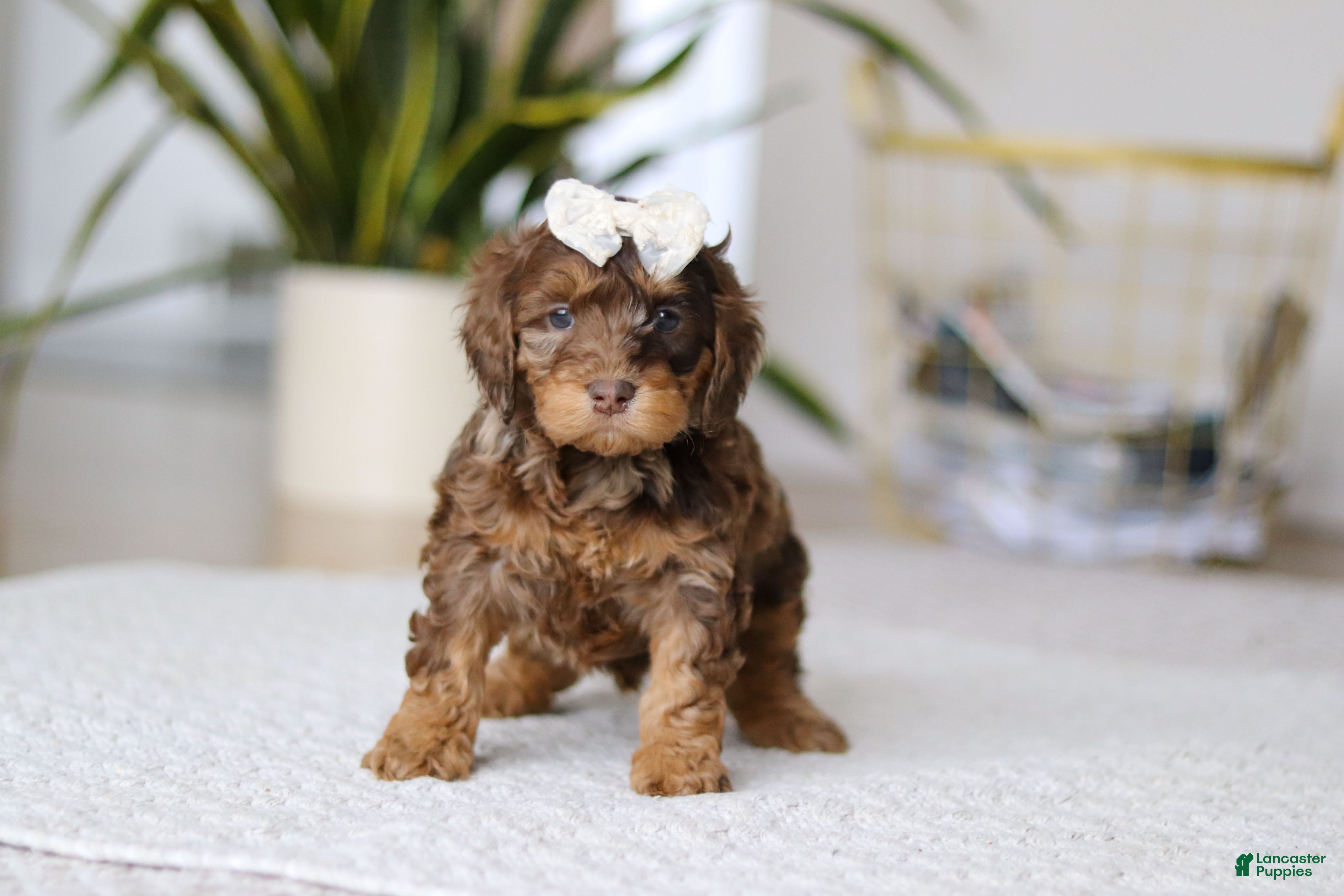 Cockapoo dogs Angela - Ad 26