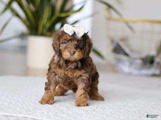 Cockapoo dogs Angela - Ad 3