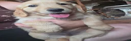 Golden Retriever dogs for sale: Barley - Ad 1