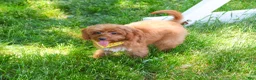 Cavapoo dogs for sale: Valentino  - Ad 3