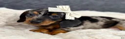 Miniature Dachshund dogs for sale: Miah - Ad 1