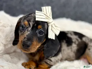 Miniature Dachshund dogs for sale: Miah - Ad 2