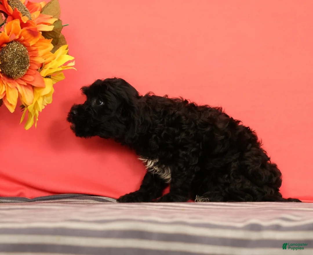 Cavapoo dogs for sale: Valentine - Ad 2