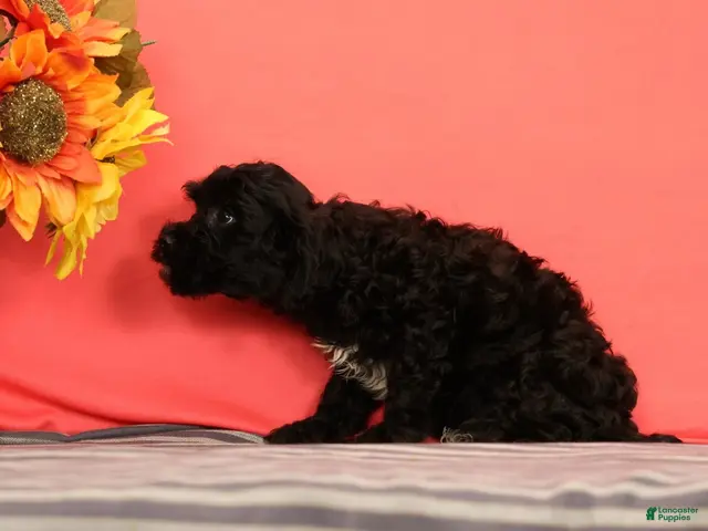 Cavapoo dogs for sale: Valentine - Ad 2