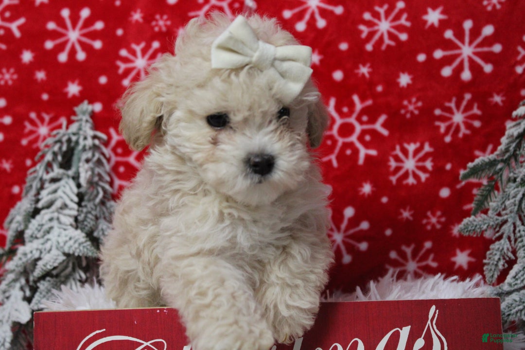 Havapoo dogs for sale: Cha Cha  - Ad 6