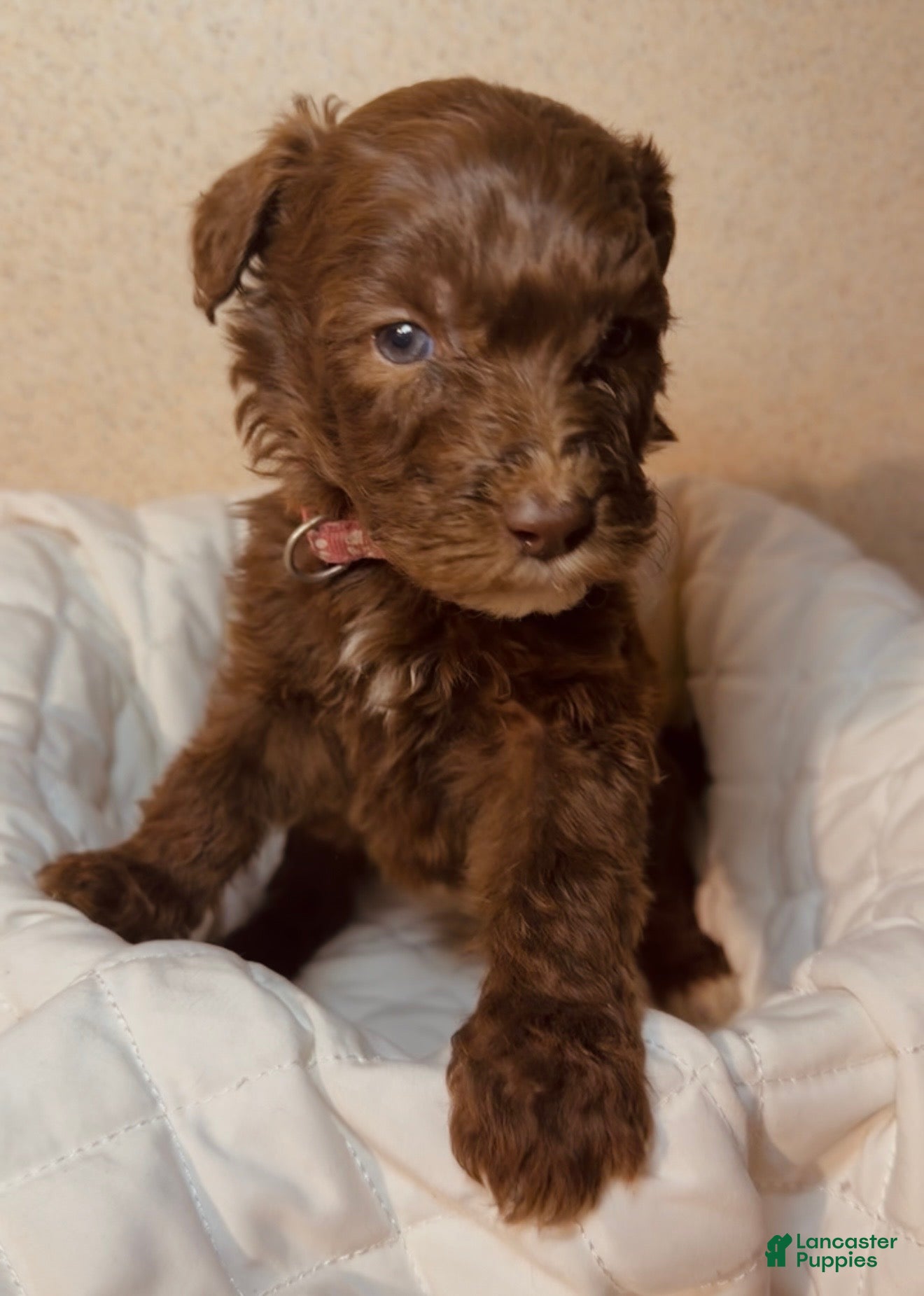 Mixed Breed dogs Molly  - Ad 13