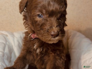 Mixed Breed dogs Molly - Ad 1