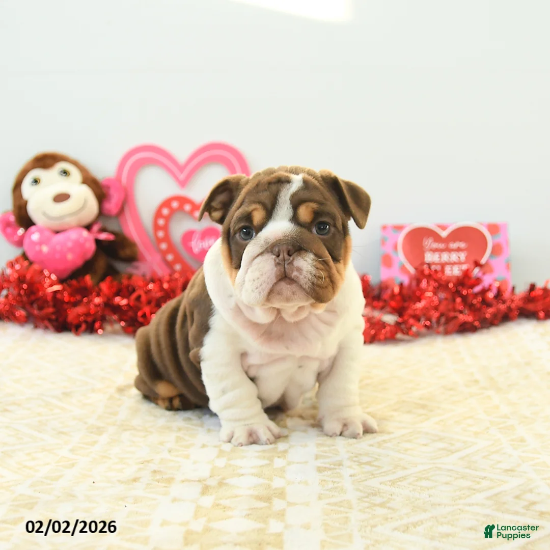 English Bulldog dogs for sale: Blossom - Ad 4