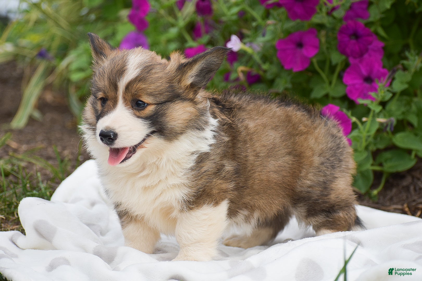 Welsh Corgi Pembroke dogs Rachel - Ad 2