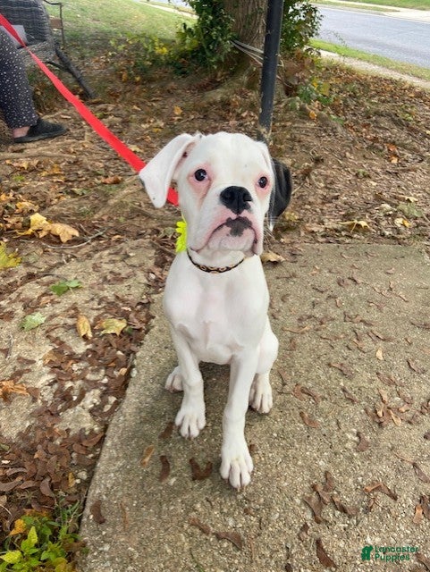 Boxer Puppies for sale in Maryland Lancaster Puppies