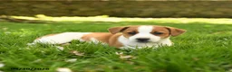 Jack Russell Terrier dogs for sale: Heather - Ad 3