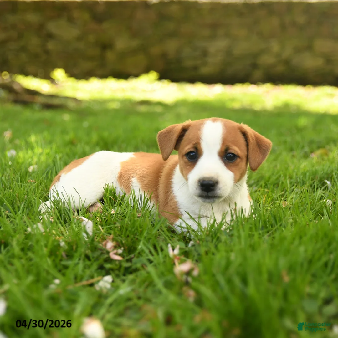 Jack Russell Terrier dogs for sale: Heather - Ad 3