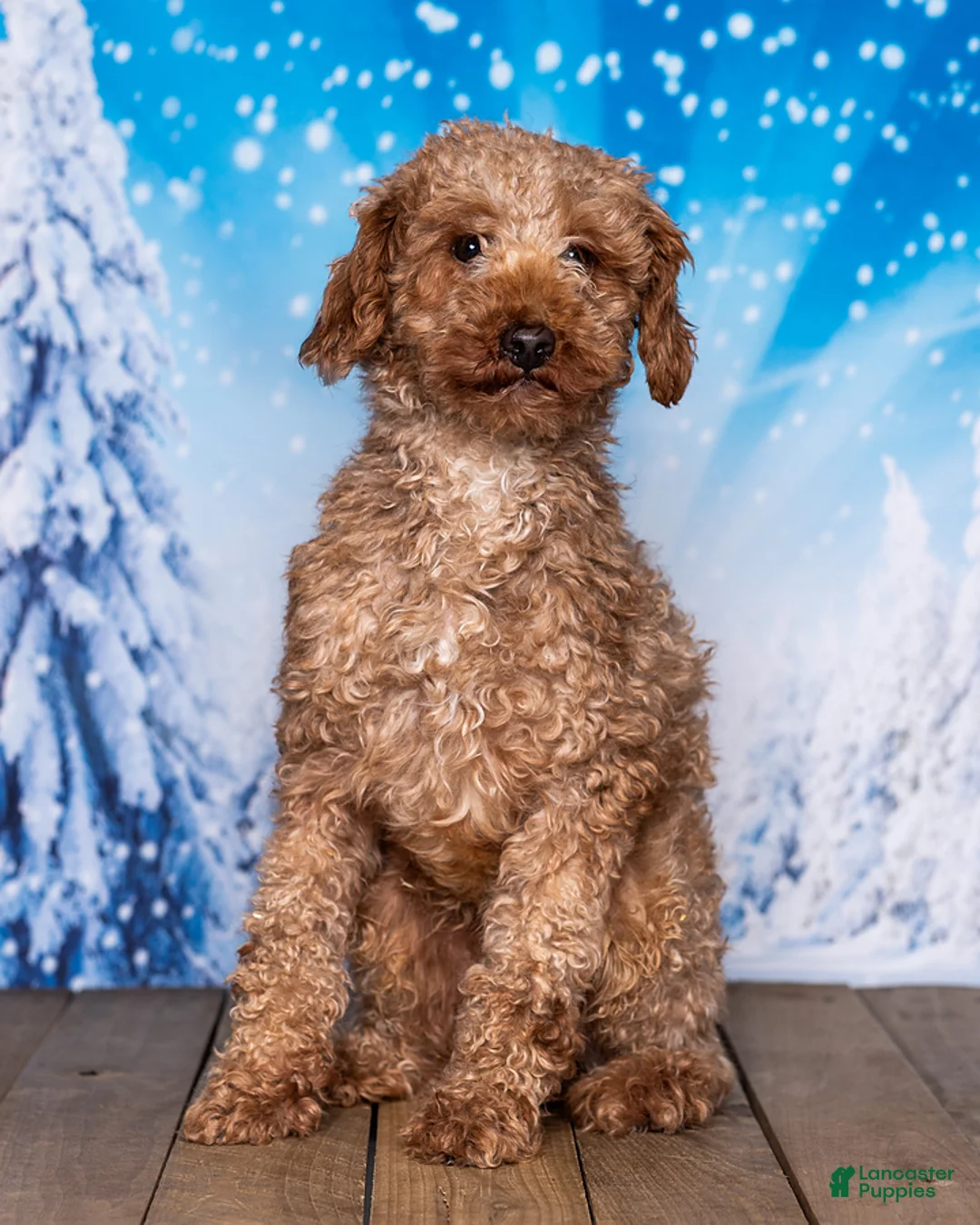 Cavapoo dogs for sale: Sadie - Ad 5