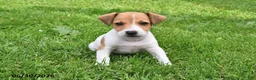 Jack Russell Terrier dogs for sale: Oscar - Ad 3