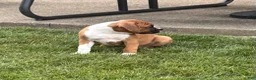Boxer dogs for sale: Boxer 3 - Ad 4