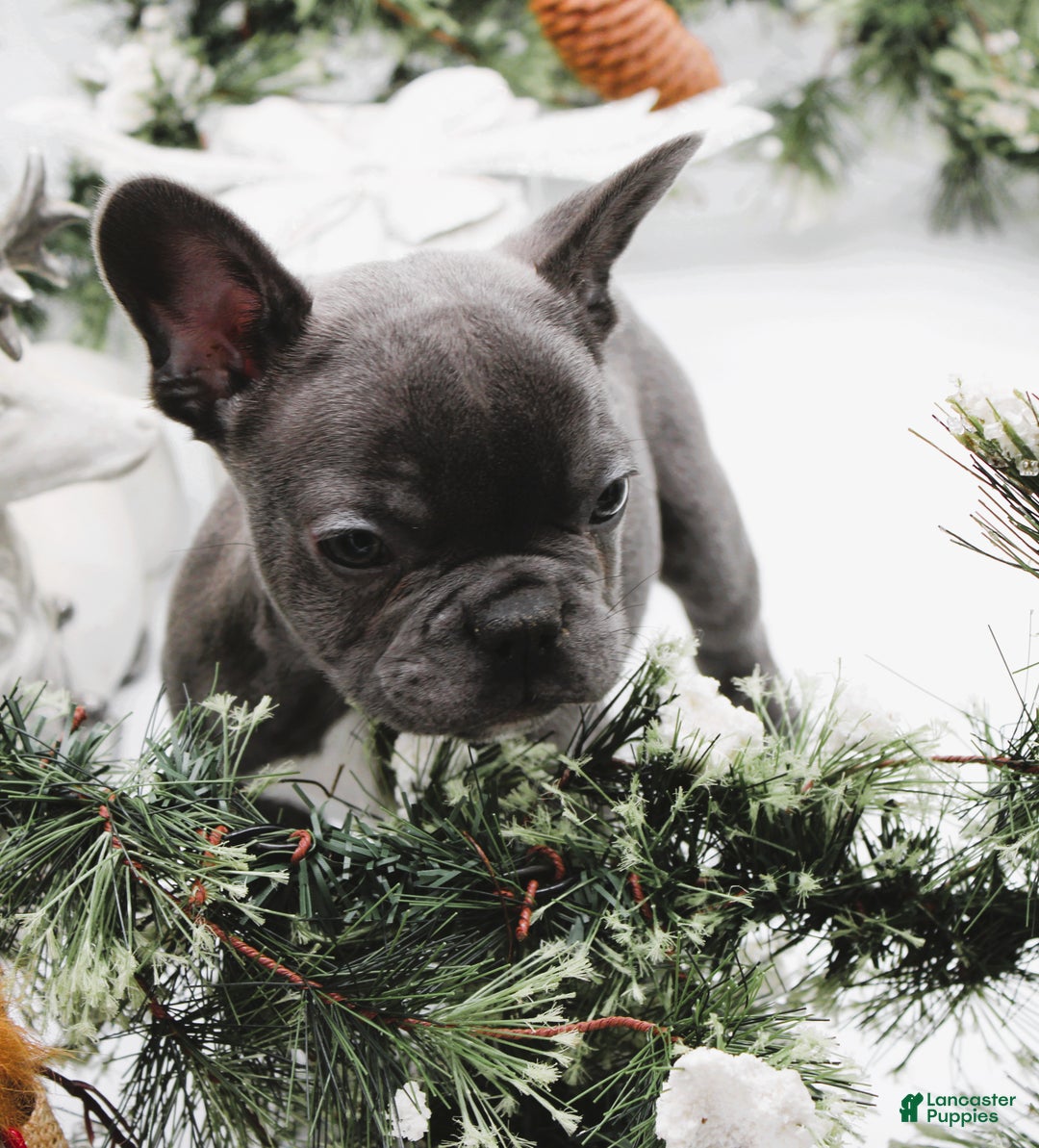 French Bulldog dogs for sale: French Bulldog Puppy 7 - Ad 2