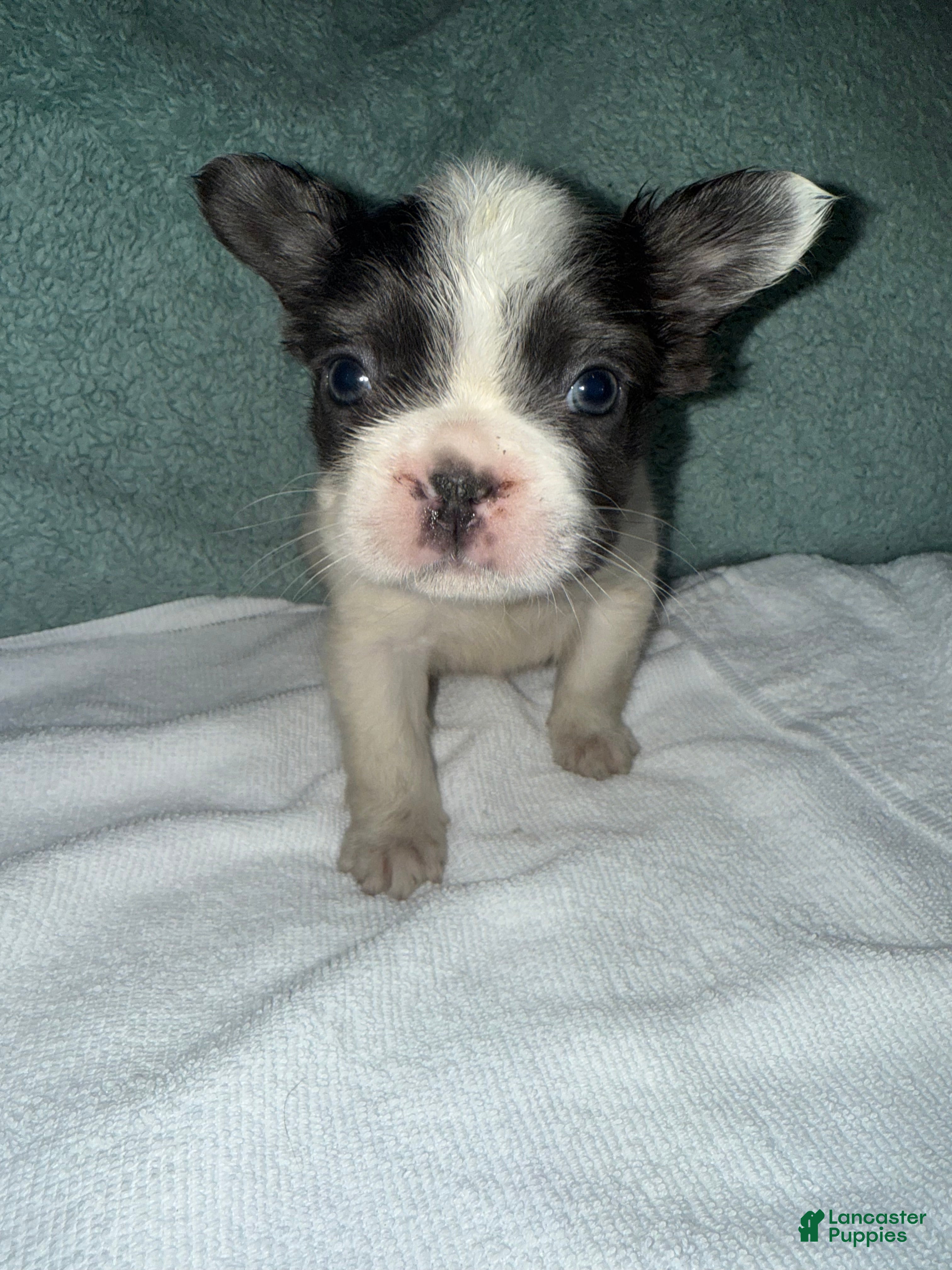 French Bulldog dogs French Bulldog Puppy 2 - Ad 5