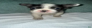French Bulldog Puppy 2