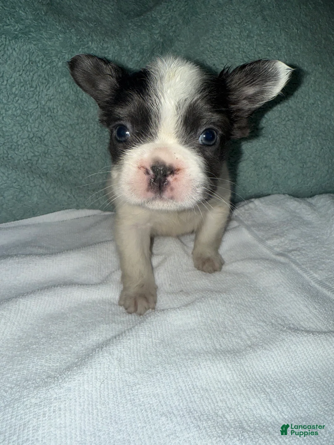 French Bulldog dogs for sale: French Bulldog Puppy 2 - Ad 1