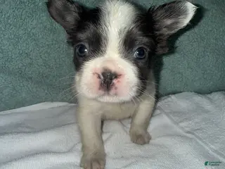 French Bulldog dogs French Bulldog Puppy 2 - Ad 5