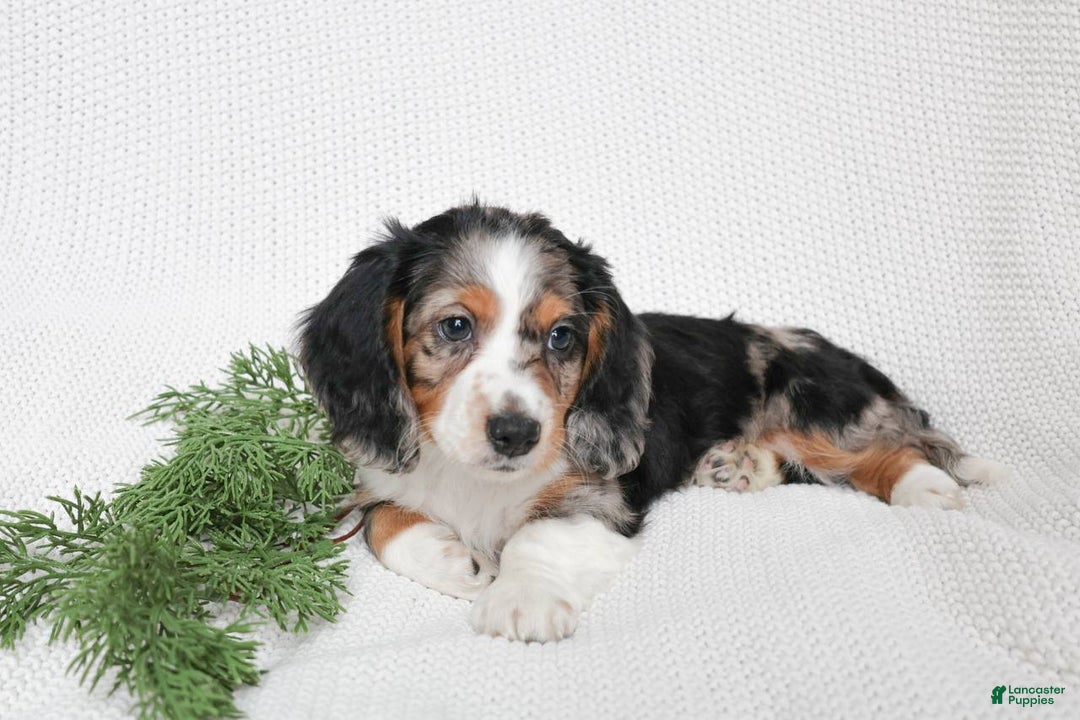 Miniature Dachshund dogs for sale: Miniature Dachshund Puppy 1 - Ad 3