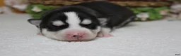 Siberian Husky dogs for sale: Storm  - Ad 8