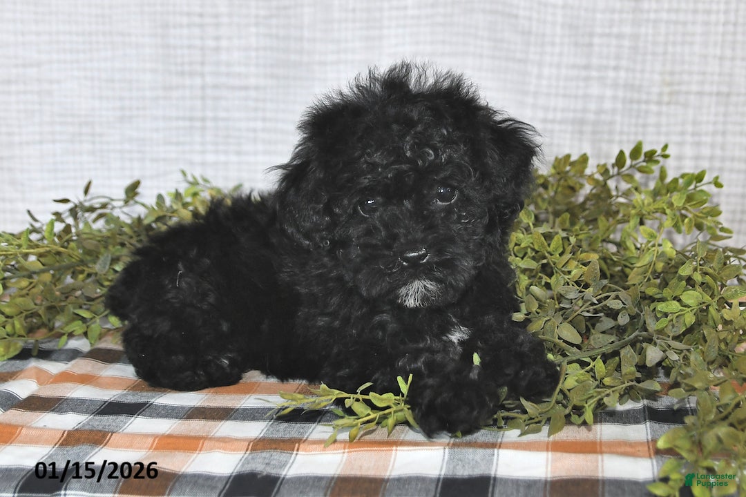 Havapoo dogs for sale: Shadow - Ad 5