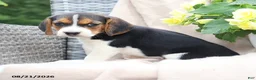 Beagle dogs for sale: Remi - Ad 4