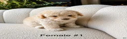 Bichpoo dogs for sale: Bichpoo 1 - Ad 3