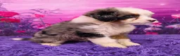 Mini Bernedoodle dogs for sale: Smoki Munchkin Bernedoodle - Ad 2