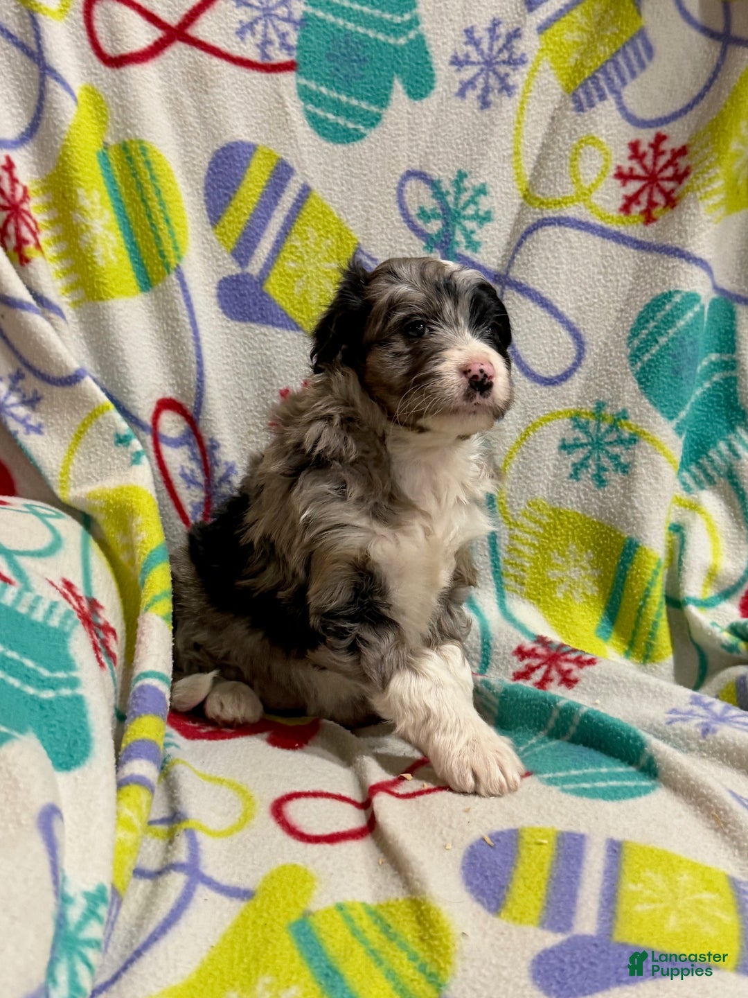Mini Aussiedoodle dogs for sale: Cassie  - Ad 5