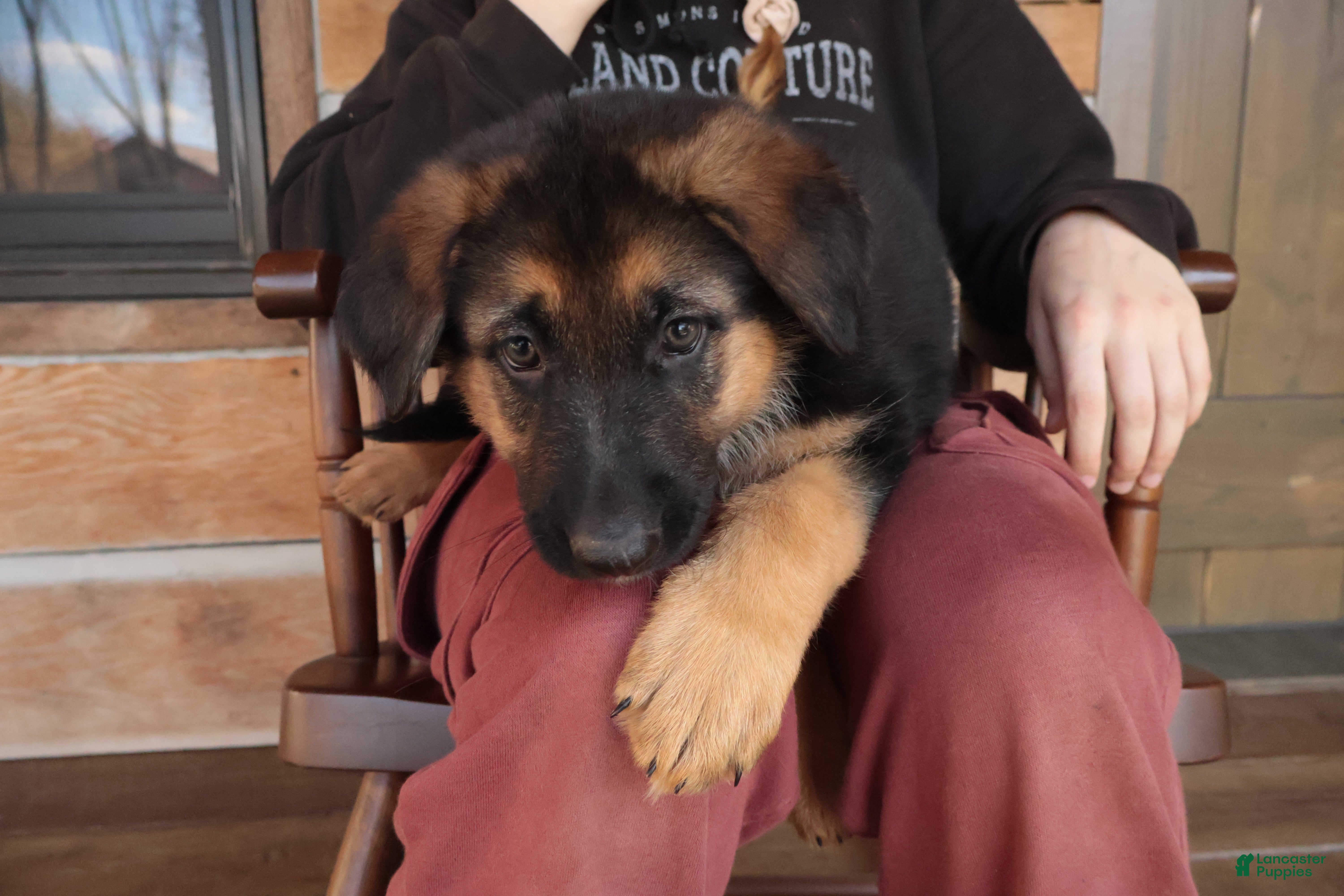 German Shepherd dogs for sale: Independence “Indy” - Ad 2