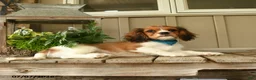 Cavachon dogs for sale: Watcher - Ad 2